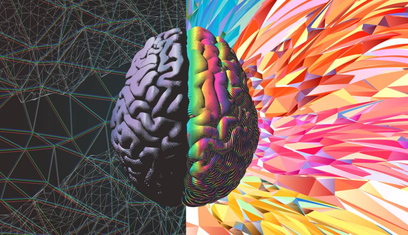 sistema límbico del cerebro Gestión de emociones. Psicólogos en Santiago de Compostela